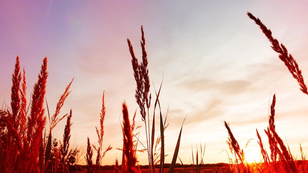 Los cultivos crecen en el campo contra el cielo durante la puesta de sol