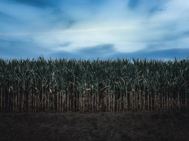 Foto los cultivos crecen en el campo contra el cielo