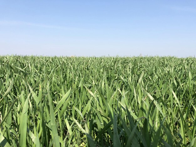 Foto los cultivos crecen en el campo contra el cielo