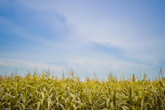 Los cultivos crecen en el campo contra el cielo