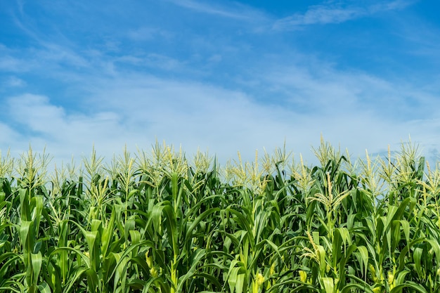 Los cultivos crecen en el campo contra el cielo