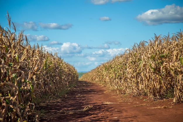 Foto los cultivos crecen en el campo contra el cielo