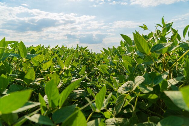 Cultivos de soja no campo Cultivo de soja na plantação Planta de soja num campo ensolarado