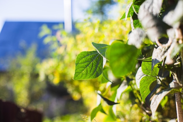 Los cultivos de frijoles plantados en el suelo maduran bajo el sol La tierra cultivada se cierra con brotes Planta agrícola que crece en la fila de la cama Cultivo de alimentos naturales verdes