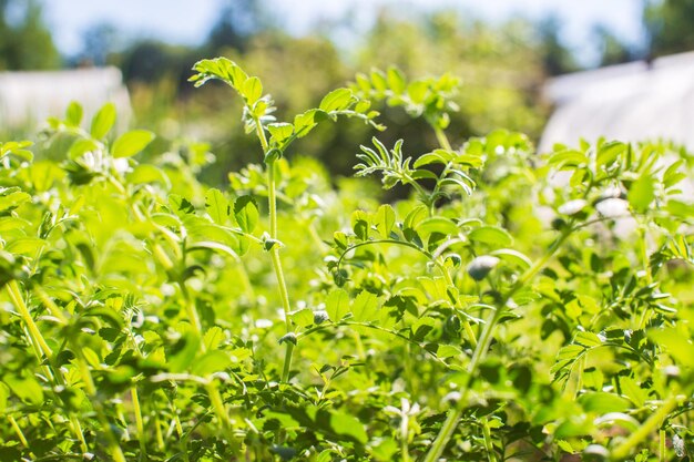 Los cultivos de garbanzos plantados en el suelo maduran bajo el sol La tierra cultivada se cierra con brotes Planta agrícola que crece en la fila de la cama Cultivo de alimentos naturales verdes