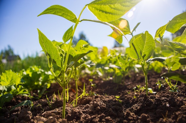 Los cultivos de guisantes plantados en el suelo maduran bajo el sol La tierra cultivada se cierra con brotes Planta agrícola que crece en la fila de la cama Cultivo de alimentos naturales verdes