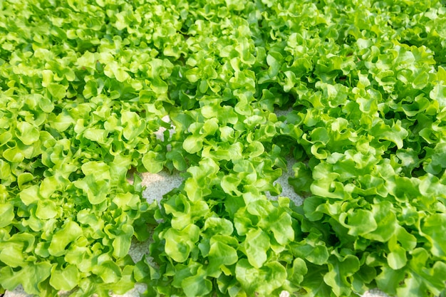 Cultivos hidropónicos que crecen en el agua.