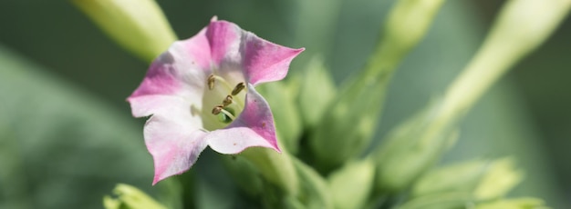 Cultivos de hojas grandes de tabaco que crecen en el campo de las plantaciones de tabaco Muchas delicadas flores rosadas de la planta de nicotina