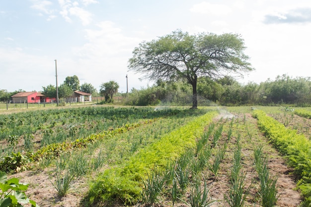 Cultivos en un huerto al aire libre