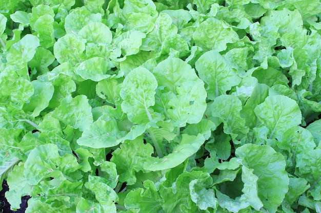 Cultivos de lechuga verde en crecimiento.