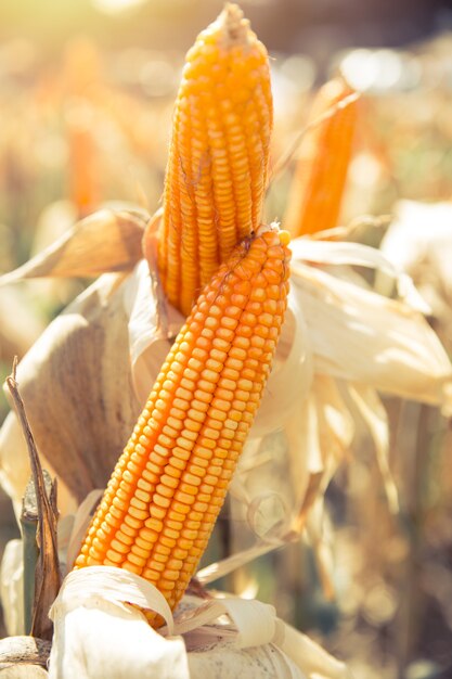 cultivos de maíz seco de maíz en el campo de maíz de agricultura