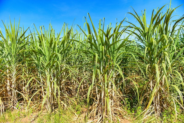 Cultivos de plantación de caña de azúcar en verde, planta de árbol tropical hojas de caña de azúcar de los campos verdes naturaleza granja agrícola, planta de caña de azúcar en cielo azul