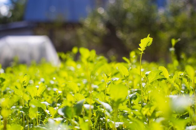 Los cultivos plantados en el suelo maduran bajo el sol La tierra cultivada se cierra con brotes Planta agrícola que crece en la fila de la cama Cultivo de alimentos naturales verdes