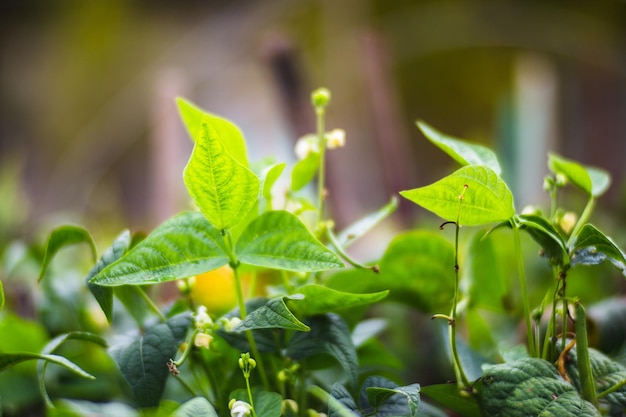 Los cultivos plantados en el suelo maduran bajo el sol La tierra cultivada se cierra con brotes Planta agrícola que crece en la fila de la cama Cultivo de alimentos naturales verdes