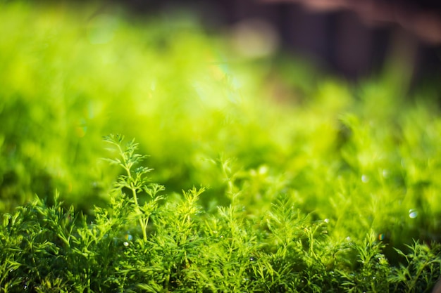 Los cultivos plantados en el suelo maduran bajo el sol La tierra cultivada se cierra con brotes Planta agrícola que crece en la fila de la cama Cultivo de alimentos naturales verdes