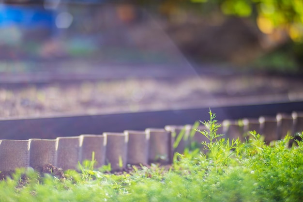 Los cultivos plantados en el suelo maduran bajo el sol La tierra cultivada se cierra con brotes Planta agrícola que crece en la fila de la cama Cultivo de alimentos naturales verdes