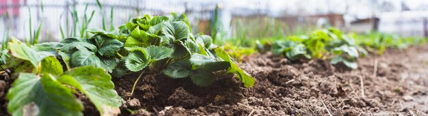 Los cultivos plantados en suelos ricos maduran bajo el sol Las plantas brotan de grano crecen en tierra negra La tierra cultivada se cierra para arriba Planta agrícola que crece en la fila de la cama Planta agrícola de brotación verde