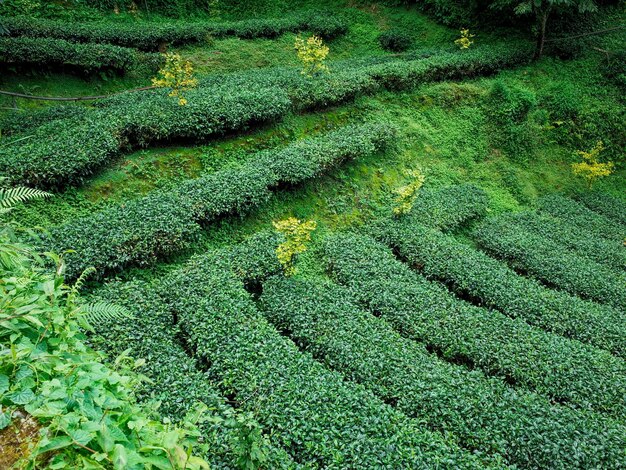 Foto cultivos que crecen en el campo