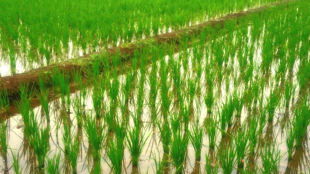 Foto cultivos que crecen en el campo