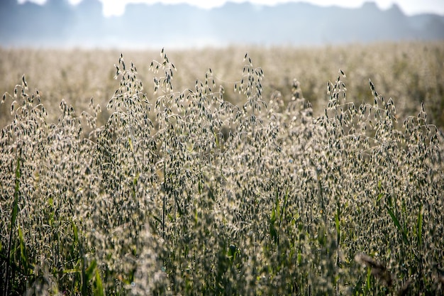 Foto cultivos que crecen en el campo