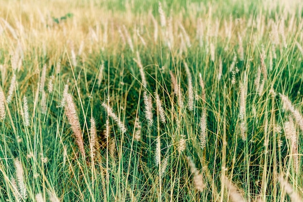 Foto cultivos que crecen en el campo