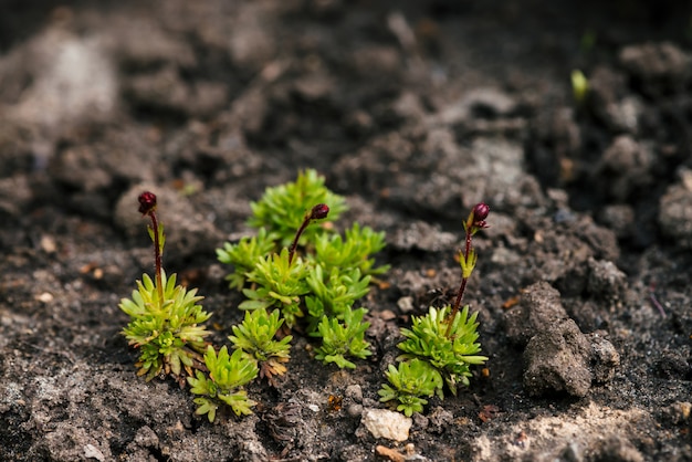 Cultivos que crecen en un rico suelo negro al aire libre con espacio de copia. Las plantas brotan crecen en el suelo. Tierra cultivada de cerca. Fondo de flores jóvenes. Comienzo de la vida.