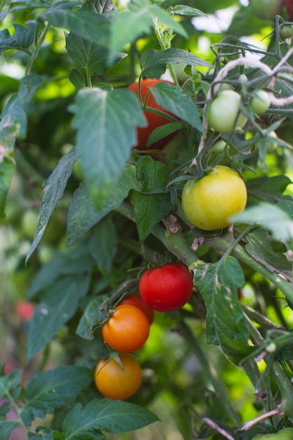 Los cultivos de tomate plantados en el suelo maduran bajo el sol de cerca Tierras cultivadas con brotes Planta agrícola que crece en la fila de la cama Cultivo de alimentos naturales verdes