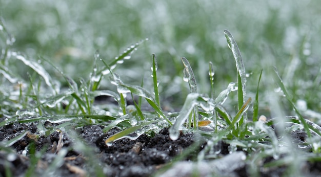 Los cultivos de trigo de invierno están cubiertos de hielo. macro