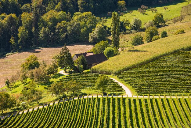 Cultivos de vid de vid de la ruta del vino en la frontera entre Austria y Eslovenia