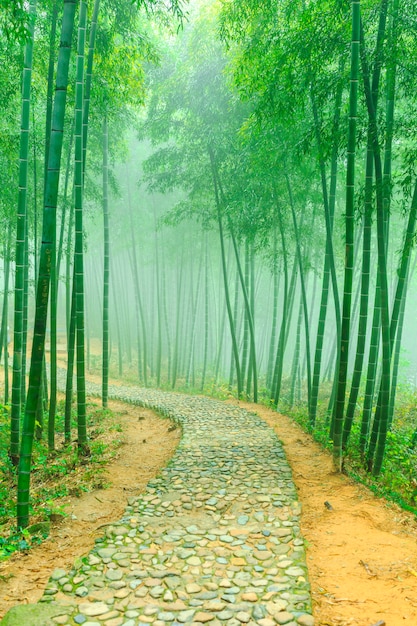 Foto cultura botánico alto japan