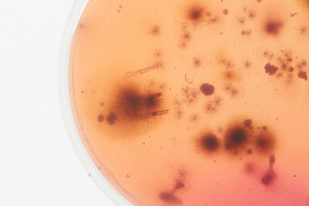 Cultura de bactérias em placa de petri