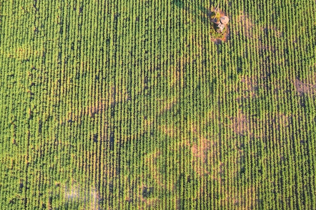 Cultura de cana-de-açúcar crescendo em plantação no campo Planta agrícola para produção de etanol de açúcar biocombustível