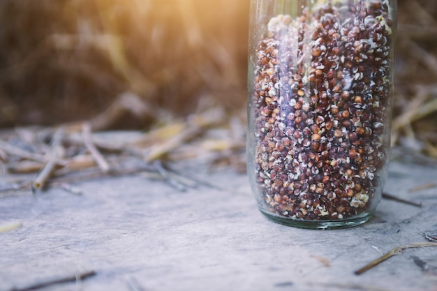 Foto cultura de cogumelos em garrafa para o cultivo de cogumelos.