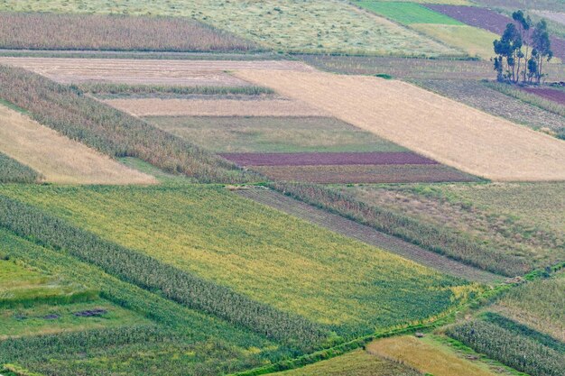 Culturas agrícolas