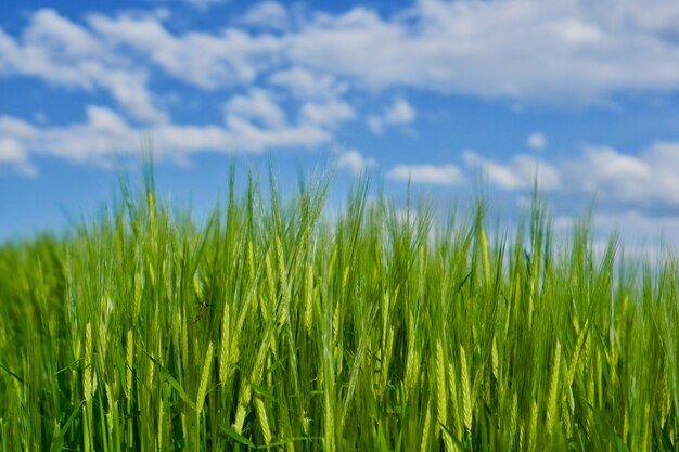 Culturas crescendo no campo contra o céu