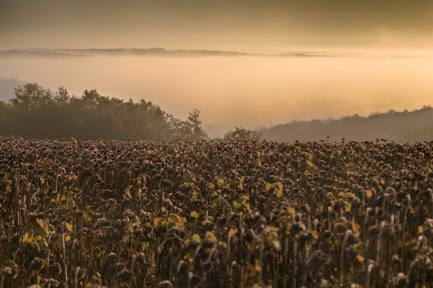 Foto culturas crescendo no campo contra o céu