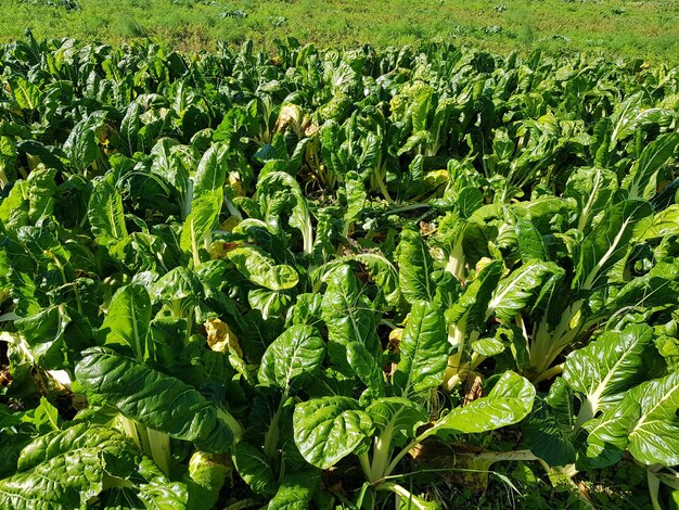 Foto culturas cultivadas no campo