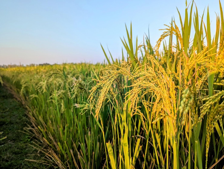 Culturas de arroz