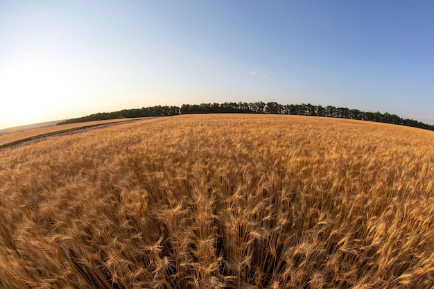 Culturas de campo cultivadas com trigo. Agronomia e agricultura. Indústria alimentícia.