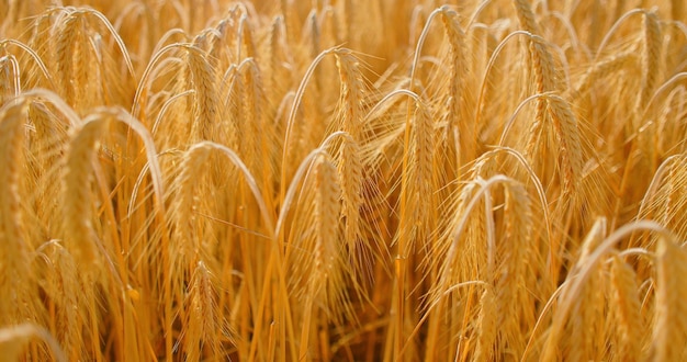 Culturas maduras no campo e prontas para a colheita Close-up de grãos secos de trigo dourados Natureza no verão dia ensolarado pôr do sol solo fértil ano frutífero espinhos cheios de grãos Alemanha 2022 Ninguém