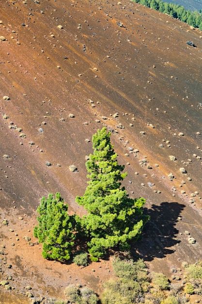 Cumbre Vieja Pinheiros La Palma Espanha