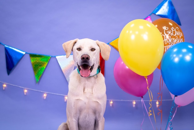 Cumpleaños de perro, globos, banderas, pastel. Ambiente festivo.