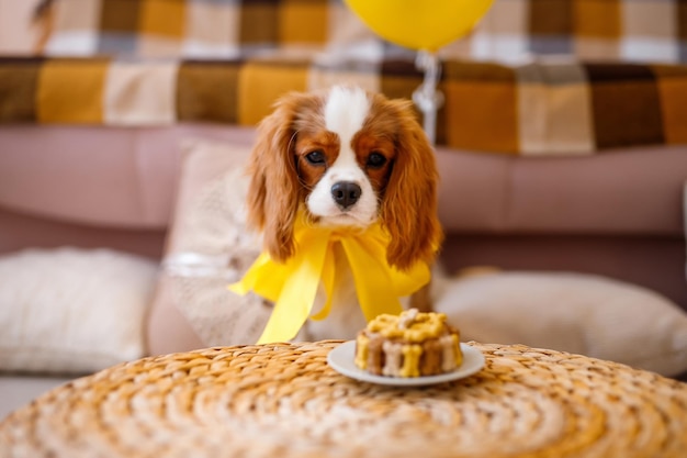 Cumpleaños para un perro de raza The Cavalier King Charles Spaniel. Perro feliz come delicioso pastel