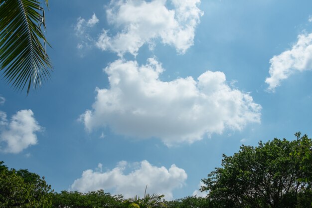 Cumulus nuvens e céu azul sobre árvores exuberantes no verão