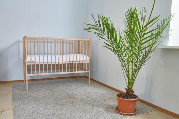 Cuna en una habitación amplia y luminosa y vacía con una flor de palmera datilera.