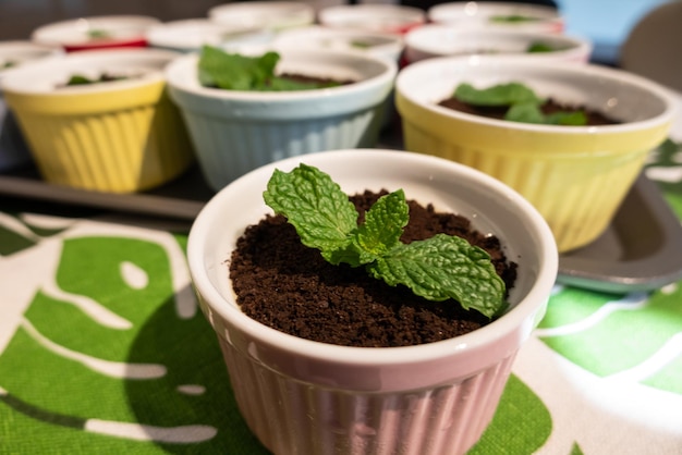 Cupcake de planta verde sobre chocolate negro, imagen de primer plano