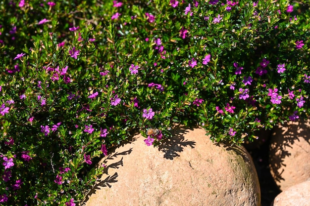 Cuphea hyssopifolia im Park