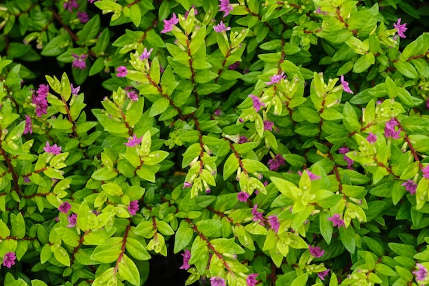 Foto cuphea hyssopifolia de primer plano hojas y flores de rubí fondo patrón de textura de follaje natural