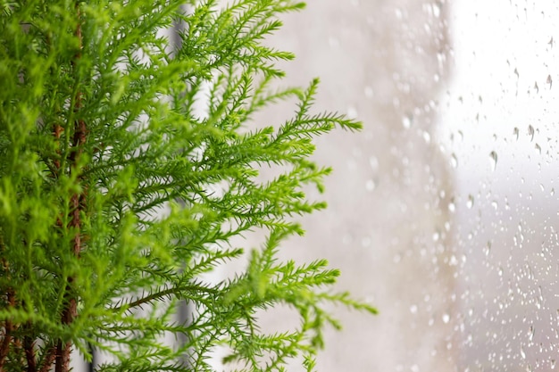 Cupressus Goldcrest Wilma junto a la ventana, gotas de lluvia sobre el cristal.