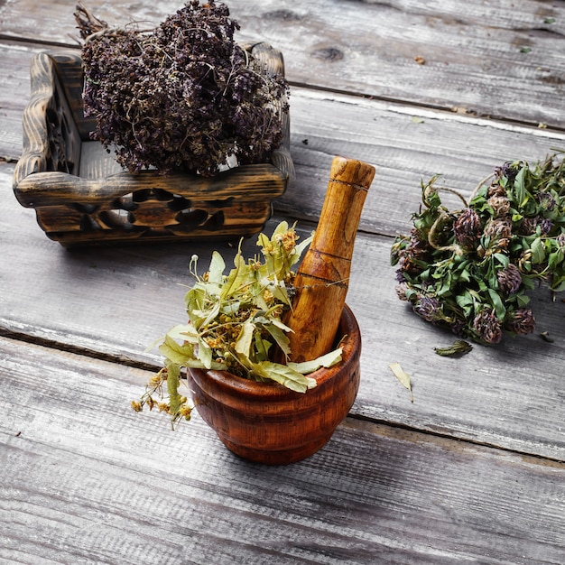 Foto cura de plantas medicinais